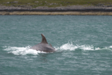 dolphin whyw15_mon_800_9673